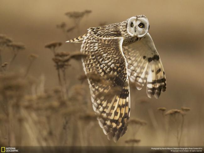 Las mejores fotografías del National Geographic Photo Contest 2014