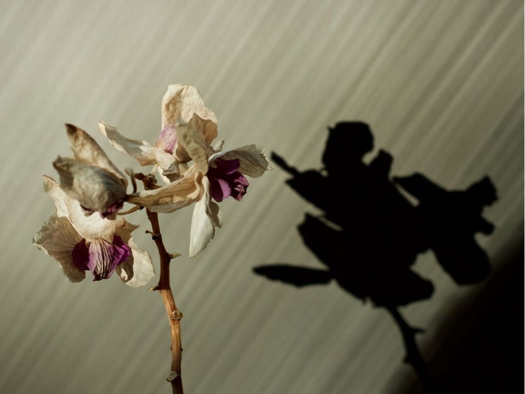 Qué hay que hacer con las flores marchitas de la orquídea para que vuelva a florecer