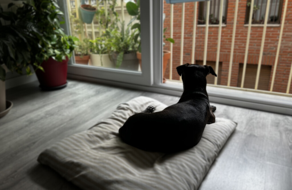 Esto es lo que dice la Ley sobre tener una mascota en casa. Tus vecinos pueden hasta prohibir que tu perro suba al ascensor