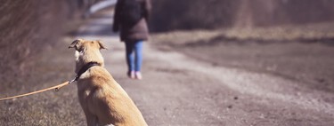 Qué tienes que hacer si te encuentras un perro abandonado 