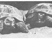 En 1968 la Unión Soviética mandó dos tortugas al espacio. Lo más increíble es que las dos regresaron para contarlo