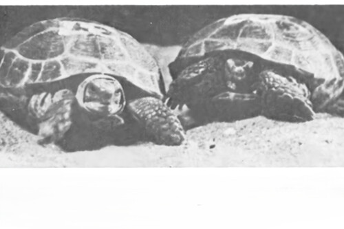 En 1968 la Unión Soviética mandó dos tortugas al espacio. Lo más increíble es que las dos regresaron para contarlo