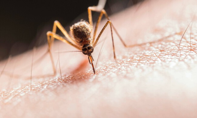 mosquitos