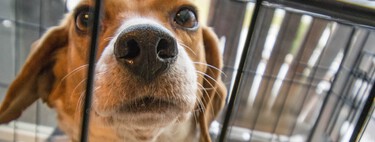 Rescatan a 4.000 beagles de un criadero infernal y ya están llegando las adopciones: hasta Megan y Harry han adoptado uno
 