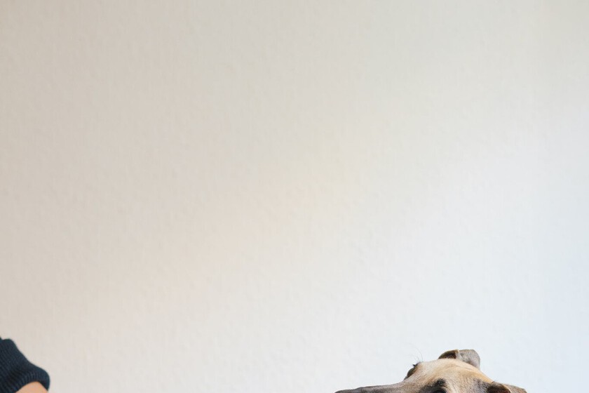 My Dog Has Died What Should I Do Bullfrag my-dog-has-died-what-should-i-do-bullfrag