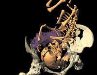 El parto de la mujer Neandertal era casi igual que el actual