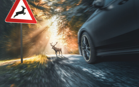 Atropellos de animales, un riesgo no solo en carreteras secundarias