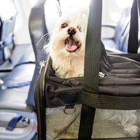 Una aerolínea no la dejó volar con su perro. Ahora ella los demanda alegando que eso provocó que volviera su cáncer de etapa 4