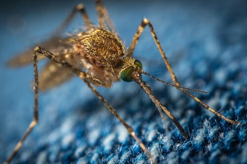 mosquitos