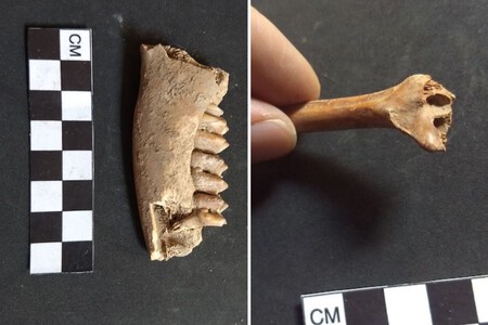 Analisis De Huesos Dan Indicios Del Surgimiento Del Pais En Puebla