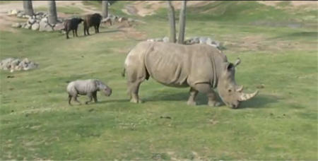 Kayode, el rinocerante blanco, es la estrella del Zoo de San Diego (vídeo)