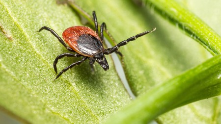 Evita estas plantas en tu jardín: podrían atraer garrapatas