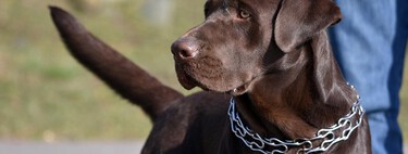 Estos collares para castigar perros van a prohibirse por ley, pero aún se siguen vendiendo 