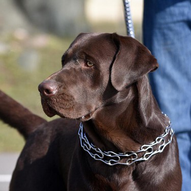 Estos collares para castigar perros van a prohibirse por ley, pero aún se siguen vendiendo 