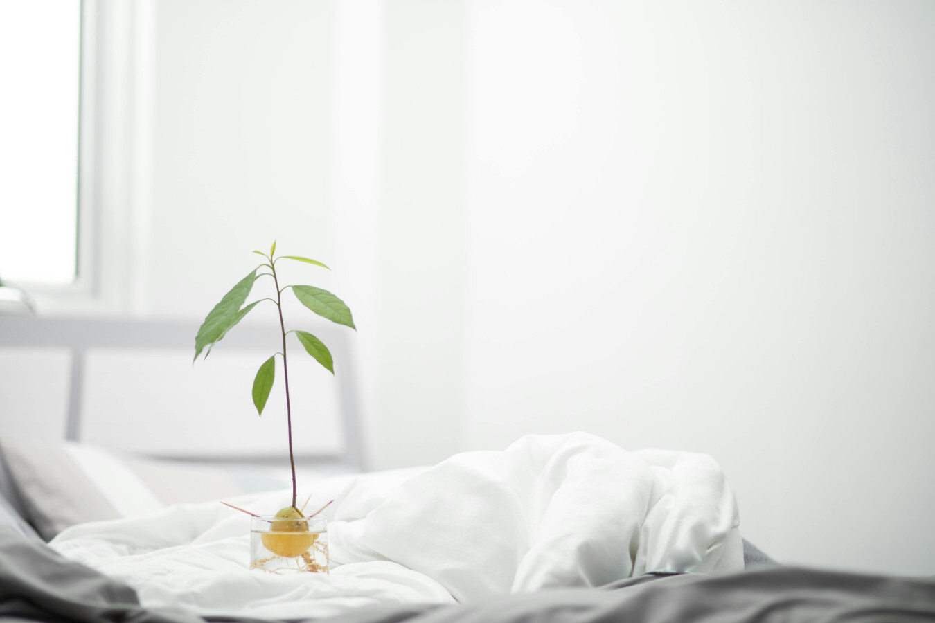 Semilla de aguacate limpia y lista para germinar en agua dentro de un vaso