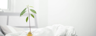 Un frutal gratis en casa: la técnica sencilla para germinar un hueso de aguacate con éxito 