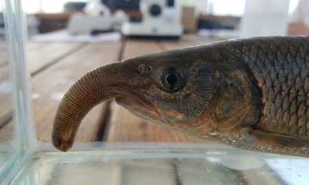 Imagem de peixe eletrico gerada por IA