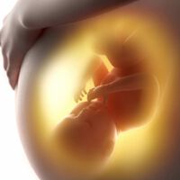 Cómo respira el bebé dentro del útero y cuándo empiezan a madurar sus pulmones 