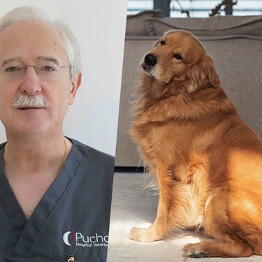 José Luis Puchol, veterinario: "Antes los animales eran solo mascotas. Hoy, los propietarios pagan lo necesario para salvarlas"