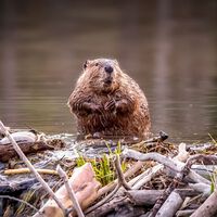 El proyecto para construir una presa se quedó en el limbo burocrático 7 años. Unos castores levantaron un dique natural "de la noche a la mañana" ahorrando 1 millón de euros