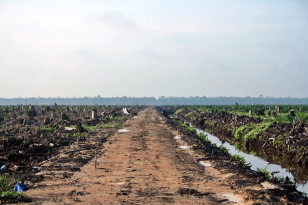 Biodiesel Aceite Palma4