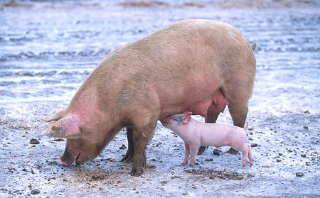 Dolor animal (y III): ¿hasta qué punto podemos dar cariño a un animal?