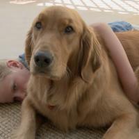 El poder sanador de las mascotas: la historia de un niño con autismo y su golden retriever 