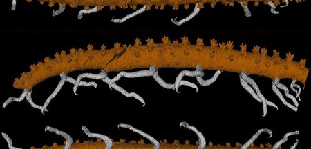 Se descubre este fósil de gusano con patas de 430 millones de años