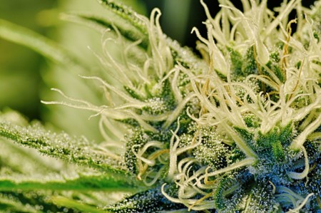 ¿Se te quitan las ganas de trabajar por dinero si consumes cannabis?