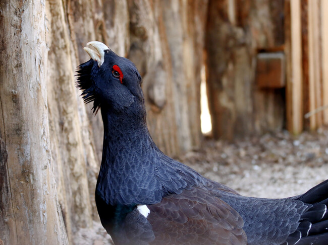 Urogallos