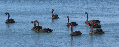 La manada de cisnes negros
