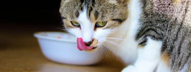 Estas son las últimas tecnologías para alimentos de gatos: se las compré a mi gato y esto ha pasado 