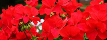 Los expertos en plantas, de acuerdo: “Para que los geranios florezcan abundantemente hay que regarlos aplicando la regla del 10%” 