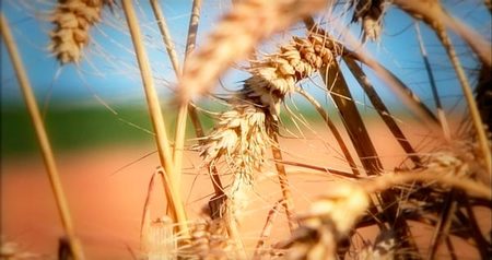 Las diez mejores prácticas para una Agricultura Sostenible (III)