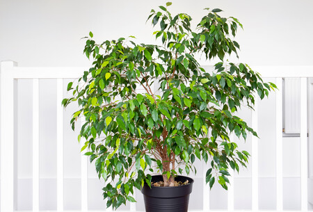 ficus-benjamina