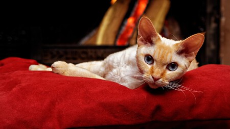 Devon Rex G9dc3c8233 1280
