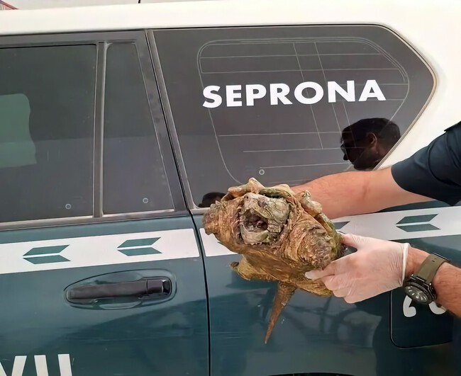 Tortuga
