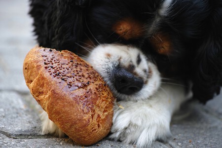 Dog G0db690086 1280