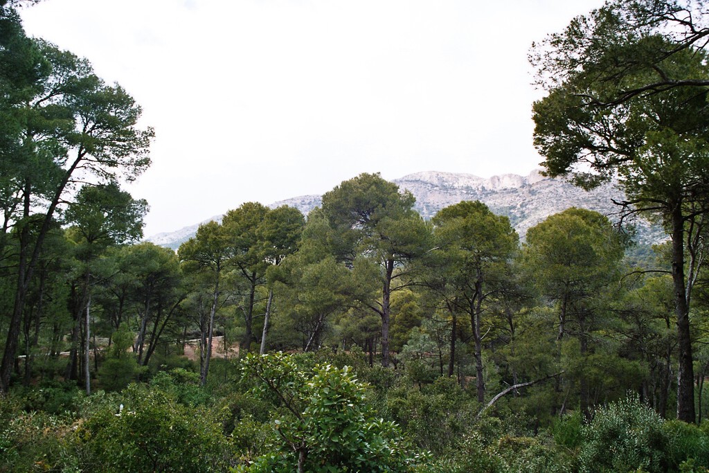 Un ingeniero español repobló 5.000 hectáreas de Sierra Espuña disparando semillas con escopeta. 135 años después es un gigantesco Parque Regional