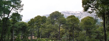 Un ingeniero español repobló 5.000 hectáreas de Sierra Espuña disparando semillas con escopeta. 135 años después es un gigantesco Parque Regional