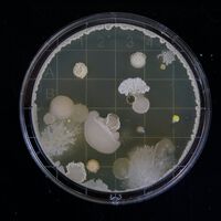Researchers Have Found Bacteria on the Chinese Space Station. Surprisingly, There’s a New Species Among Them 