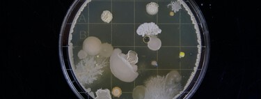 Researchers Have Found Bacteria on the Chinese Space Station. Surprisingly, There’s a New Species Among Them 