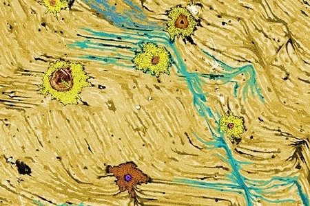 Arranca una nueva edición de FOTCIENCIA