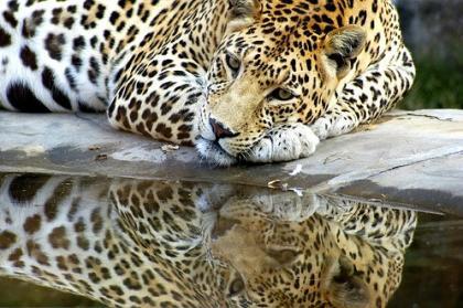 La imagen de la semana: Leopard
