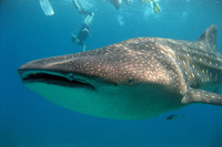 Nadando con tiburones ballena en Oslob, Filipinas 