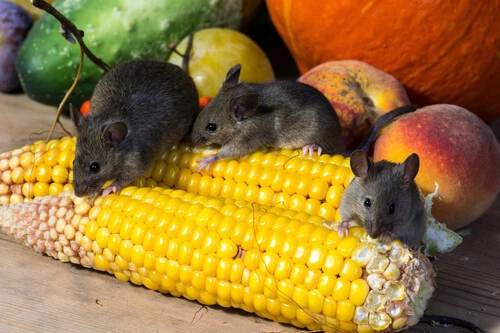 Wild Food Produce Corn Mammal Vegetables 696902 Pxhere Com