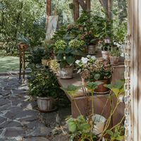 Un jardín de ensueño empieza con estas cuatro plantas trepadoras: cubren tus paredes y llenan tu jardín de aroma 