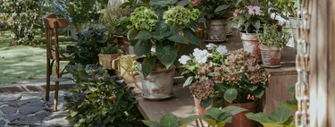 Un jardín de ensueño empieza con estas cuatro plantas trepadoras: cubren tus paredes y llenan tu jardín de aroma 