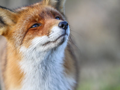 Hay quien cree que el open source como comunidad está muriendo y los despidos en Mozilla son un mal augurio para la web abierta