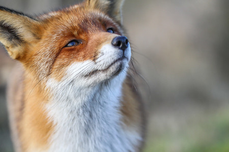 Hay quien cree que el open source como comunidad está muriendo y los despidos en Mozilla son un mal augurio para la web abierta
